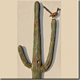 Saguaro