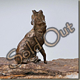 Coyote
