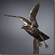 Chicken Hawk